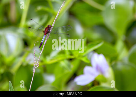 A red and white dragonfly resting on a grass straw. Stock Photo