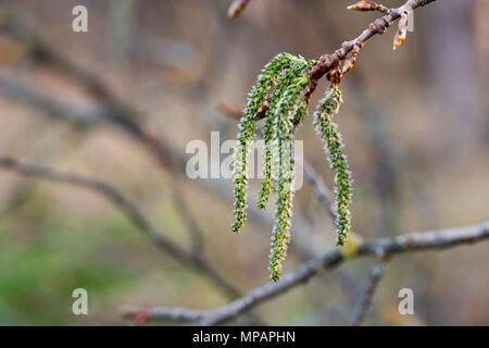 Catkins poplar undiscovered in spring. Populus tremula, aspen is a species of poplar in the rays of the bright sun. Natural phorography. Stock Photo