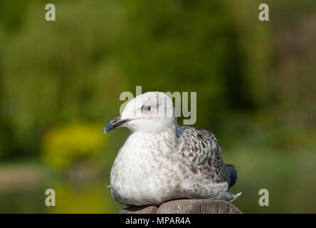 first winter European Herring gull, (Larus argentatus), resting in sunshine on wooden post, Walthamstow Reservoirs, London, United Kingdom Stock Photo