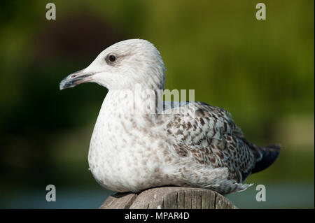 first winter European Herring gull, (Larus argentatus), resting in sunshine on wooden post, Walthamstow Reservoirs, London, United Kingdom Stock Photo