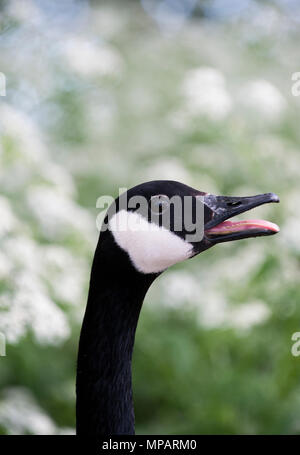 Canada goose,  (Branta canadensis), adult male bird calling, Walthamstow Reservoirs, London, United Kingdom, British Isles Stock Photo