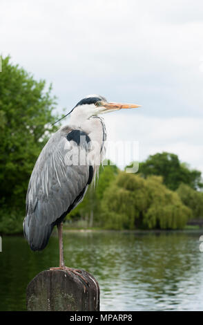 adult Grey Heron, (Ardea cinerea), perched on post on lake, Regents Park, London, United Kingdom, British Isles Stock Photo