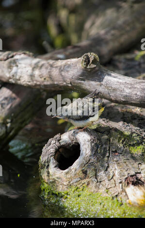 fledgling Grey wagtail, Motacilla cinerea, Regent's Park, London, United Kingdom Stock Photo