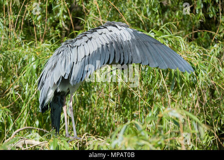 adult Grey Heron, (Ardea cinerea), preening with outstretched wing, London, United Kingdom, British Isles Stock Photo