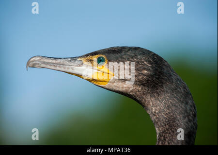 Great Cormorant,(Phalacrocorax carbo),also  known as the Great Black Cormorant, head and beak close up display plumage, London, United Kingdom Stock Photo