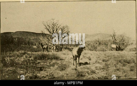 'First report of game and fish warden for New Mexico. 1909-1910-1911' (1912) Stock Photo