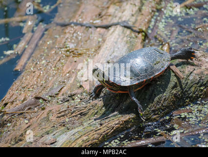 painted turtle on log in pond Stock Photo