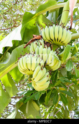 Bananas growing on tree, Phuket, Thailand Stock Photo
