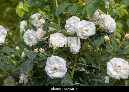 'Jacobite Rose, Maxima' Alba Rose, Jungfruros (Rosa) Stock Photo