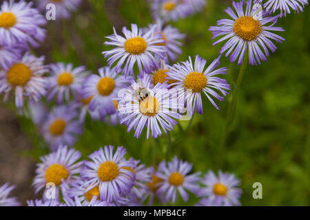 Robin’s plantain, Blåbinka (Erigeron pulchellus) Stock Photo