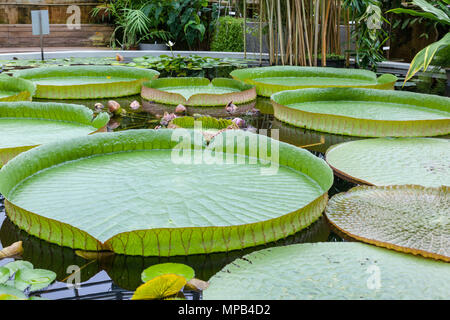 Santa Cruz water lily, Sydlig jättenäckros (Victoria cruziana) Stock Photo