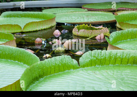 Santa Cruz water lily, Sydlig jättenäckros (Victoria cruziana) Stock Photo