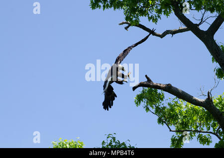 Eagle ready to fly Stock Photo