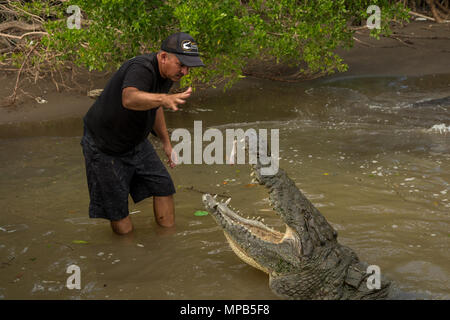 Feeding of American Cocodile, Crocodylus acutus, Crocodylidae, Rio  Tarcoles, Costa Rica, Centroamerica Stock Photo - Alamy