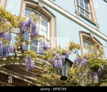 Wisteria climbing over the front of a blue painted house in Dowry Square, Bristol Stock Photo