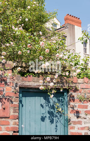 Roses hanging over a back garden gate. Stock Photo