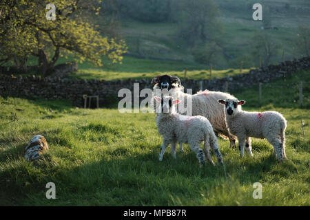 Two lambs stand next to their mother in a green field with soft evening sunlight casting long shadows over the grass. Stock Photo