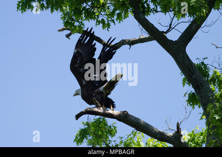 Eagle ready to fly Stock Photo