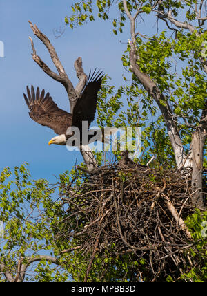 ARLINGTON, VIRGINIA, USA - Adult Bald Eagle flies away from nest with two chicks, near Potomac River. Haliaeetus leucocephalus Stock Photo