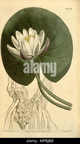 . Nymphaea alba subsp. candida . 1811. John Sims 936 Nymphaea candida Bot. Mag. 33. 1359. 1811 Stock Photo