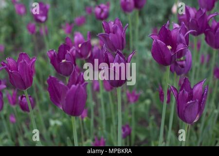 'Purple Dream' lily-flowered tulips, at the Minnesota Landscape Arboretum outside of Minneapolis in Chaska, Minnesota, USA. Stock Photo