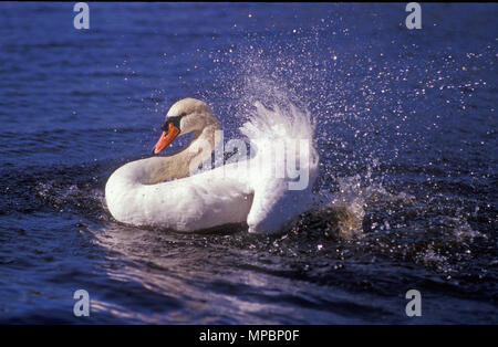 MUTE SWAN (CYGNUS OLOR) AVON RIVER, WESTERN AUSTRALIA. Stock Photo