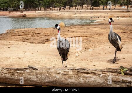 Two Black crowned cranes (Balearica pavonina) looking at the Ramat Gan Safari visitors. Stock Photo