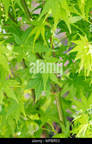 Acer palmatum ‘Going green’. Japanese maple ‘Going green’, tree leaves in May at a flower show. UK Stock Photo