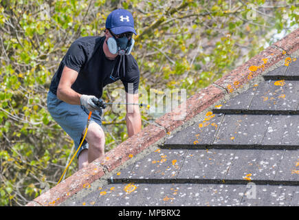 Male worker on a house rooftop spraying the roof, wearing a respirator mask, in the UK. Stock Photo
