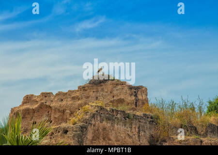 Stork with young on a nest on a ruin Stock Photo