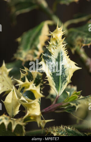 Varigated silver Hedgehog Holly with lots of extra spines and prickles on new spring leaves, evergreen Ilex aquifolium, Ferox Argentea Stock Photo