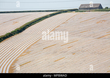 Maize that is being grown under biodegradable plastic near Dorchester in Dorset England UK GB. Stock Photo