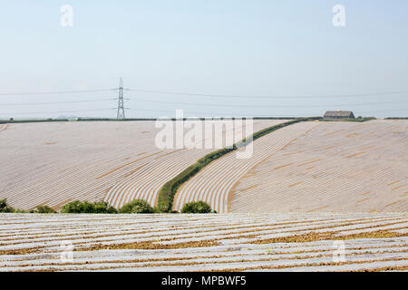 Maize that is being grown under biodegradable plastic near Dorchester in Dorset England UK GB. Stock Photo