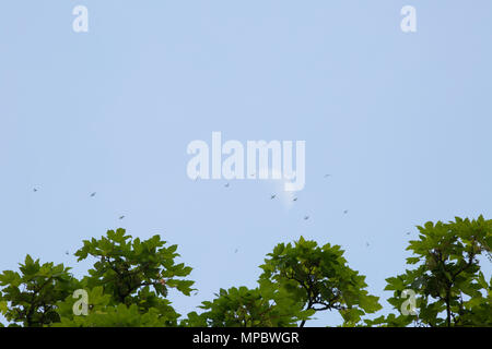 A hatch of mayflies dancing against a half moon. When mayflies, order ephemeroptera, hatch it can be in large numbers and their courtship is known as  Stock Photo