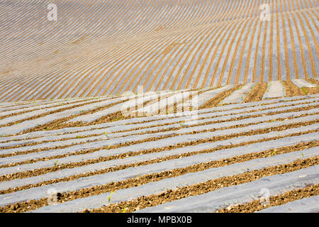 Maize that is being grown under biodegradable plastic near Dorchester in Dorset England UK GB. Stock Photo