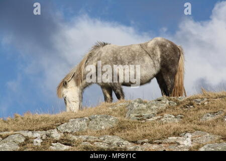 A wild Eriskay pony grazes on Eriskay, South Uist, Outer Hebrides. Stock Photo