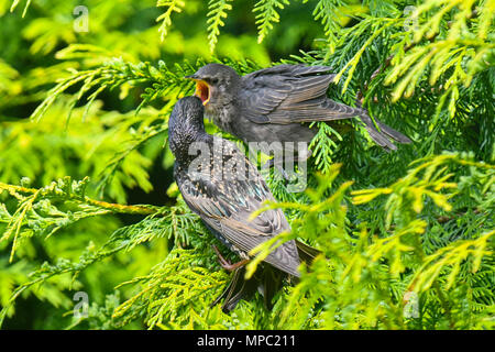 Uploders, Dorset, UK. 22nd May 2018. UK Weather. A fledgling juvenile Starling in a tree being fed by one of its parents at Uploders in Dorset on a warm sunny morning. Picture Credit: Graham Hunt/Alamy Live News Stock Photo