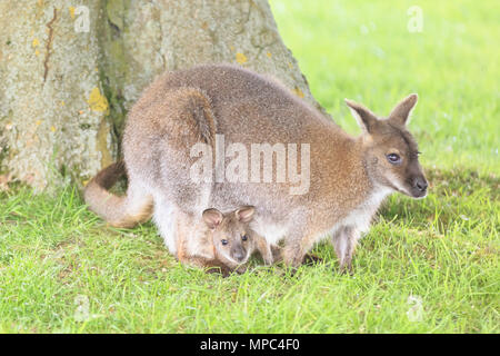 A baby wallaby, known as a joey, peeks out of its protective mum's pouch, then ventures out for some exploration on a warm and sunny afternoon at ZSL Whipsnade Zoo in Befordshire. Whipsade has a large resident group of Bennett’s Wallabies (Macropus rufogriseus), also called red necked wallabies. Joeys remain in their mum's pouch for nine month after birth, before starting to venture out into the world, but often skipping back to safety in the pouch. Credit: Imageplotter Stock Photo