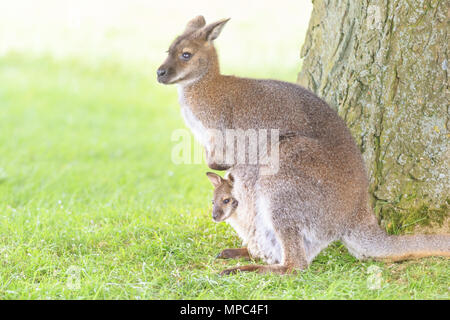 A baby wallaby, known as a joey, peeks out of its protective mum's pouch, then ventures out for some exploration on a warm and sunny afternoon at ZSL Whipsnade Zoo in Befordshire. Whipsade has a large resident group of Bennett’s Wallabies (Macropus rufogriseus), also called red necked wallabies. Joeys remain in their mum's pouch for nine month after birth, before starting to venture out into the world, but often skipping back to safety in the pouch. Credit: Imageplotter Stock Photo