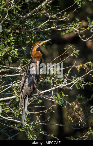 African darter in Kruger national park, South Africa ; Specie Anhinga rufa family of Anhingidae Stock Photo