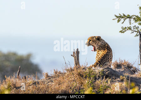 Cheetah in Kruger national park, South Africa ; Specie Acinonyx jubatus family of Felidae Stock Photo