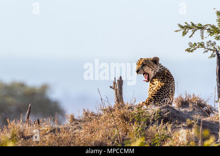 Cheetah in Kruger national park, South Africa ; Specie Acinonyx jubatus family of Felidae Stock Photo
