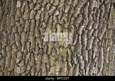 tree bark wood texture, highly detailed Stock Photo