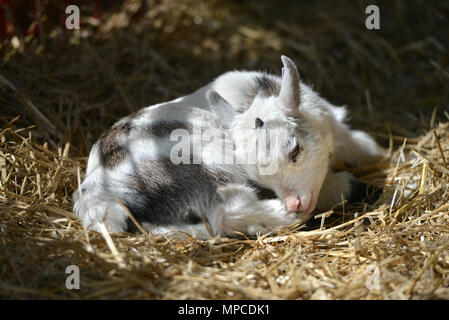 Miniature goat kid, sleeping in straw. Stock Photo