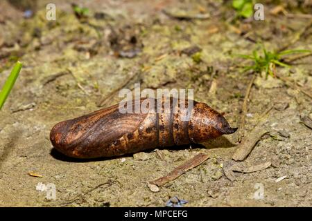 Elephant hawk-moth pupa, East Sussex, UK Stock Photo