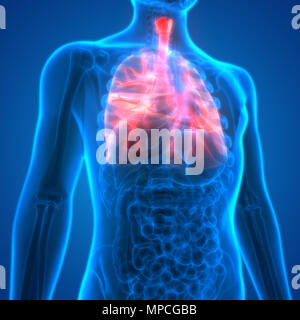 Human Respiratory System Lungs Anatomy Stock Photo