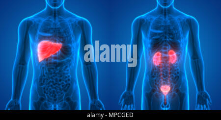 Human Liver, Kidneys with urinary Bladder Anatomy Stock Photo