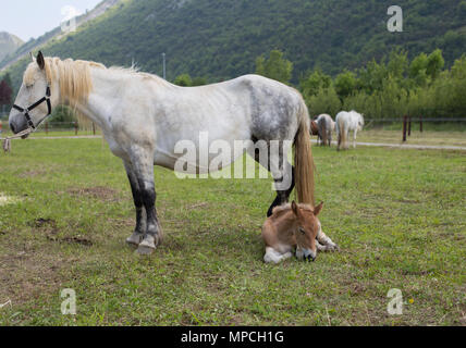 Dapple-gray mare and sorrel foal Stock Photo