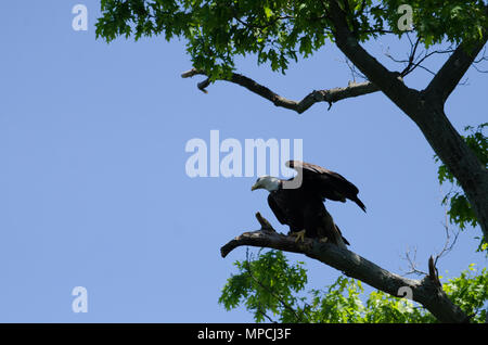 Eagle ready to fly Stock Photo