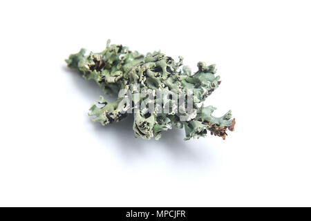 lichen isolated on white background Stock Photo